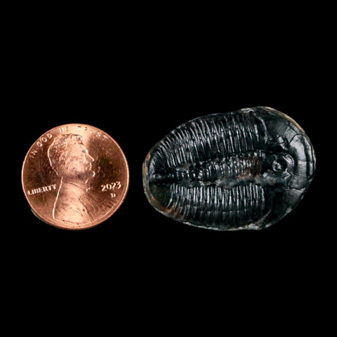 1.2" Elrathia Kingi Trilobite Fossil Utah Cambrian Age 521 Million Years Old COA - Fossil Age Minerals