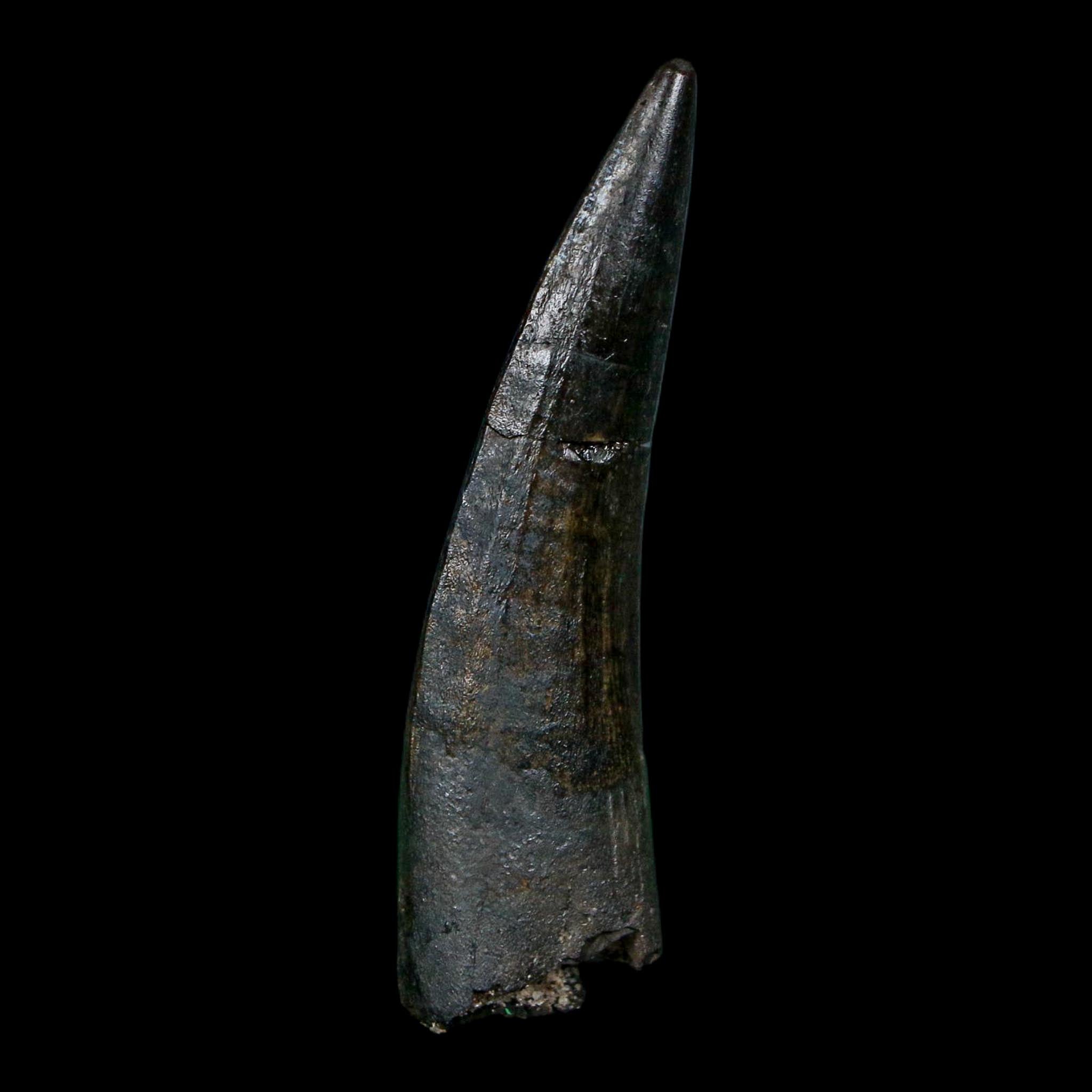 1.7" Suchomimus Fossil Tooth Cretaceous Spinosaurid Dinosaur Elraz FM Niger COA