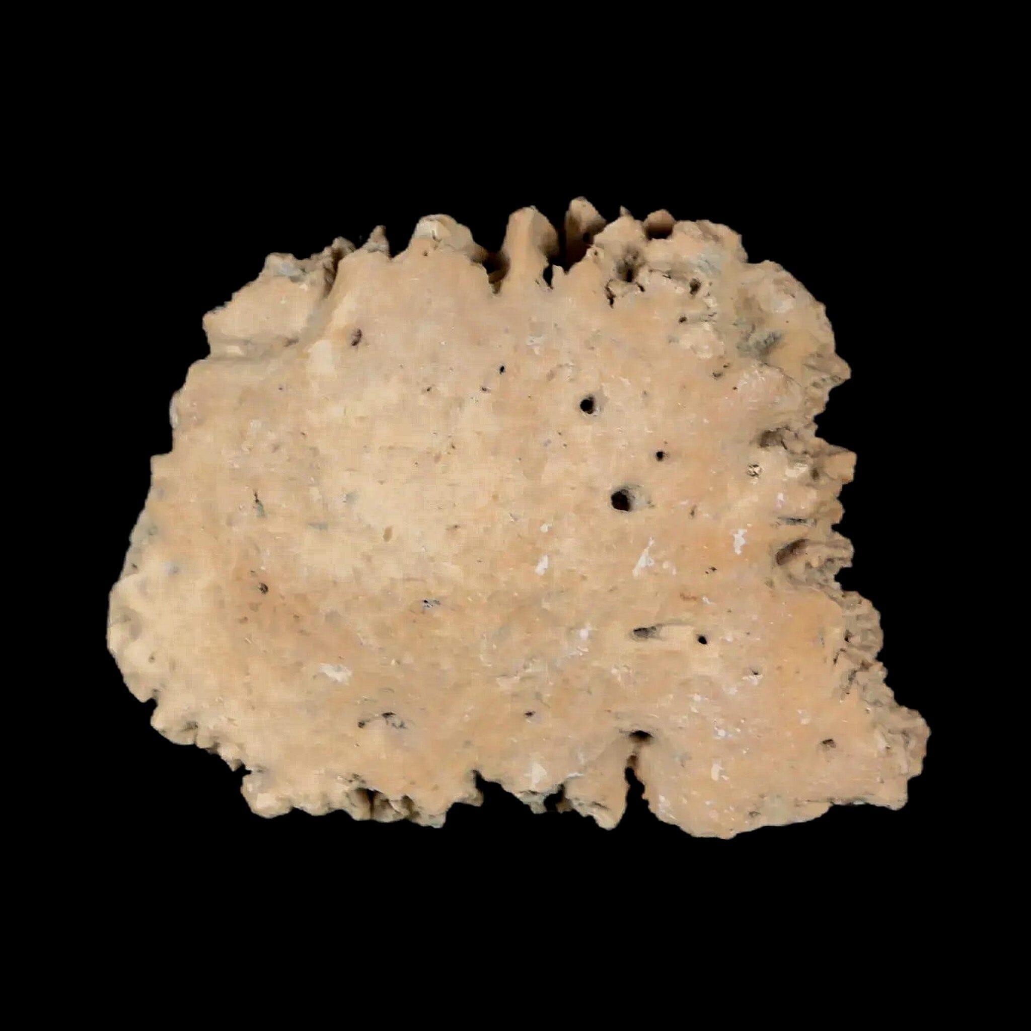 1.6" Glyptodon Fossil Osteoderm Scute Plate Bony Armor Pleistocene Uruguay COA - Fossil Age Minerals