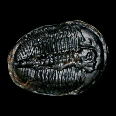 1.2" Elrathia Kingi Trilobite Fossil Utah Cambrian Age 521 Million Years Old COA - Fossil Age Minerals