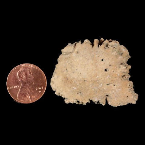 1.6" Glyptodon Fossil Osteoderm Scute Plate Bony Armor Pleistocene Uruguay COA - Fossil Age Minerals