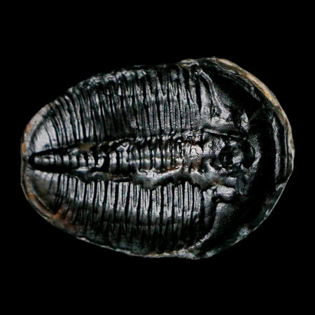 1.2" Elrathia Kingi Trilobite Fossil Utah Cambrian Age 521 Million Years Old COA