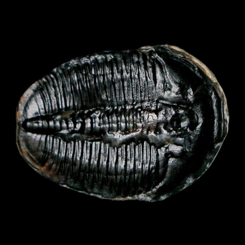 1.2" Elrathia Kingi Trilobite Fossil Utah Cambrian Age 521 Million Years Old COA - Fossil Age Minerals