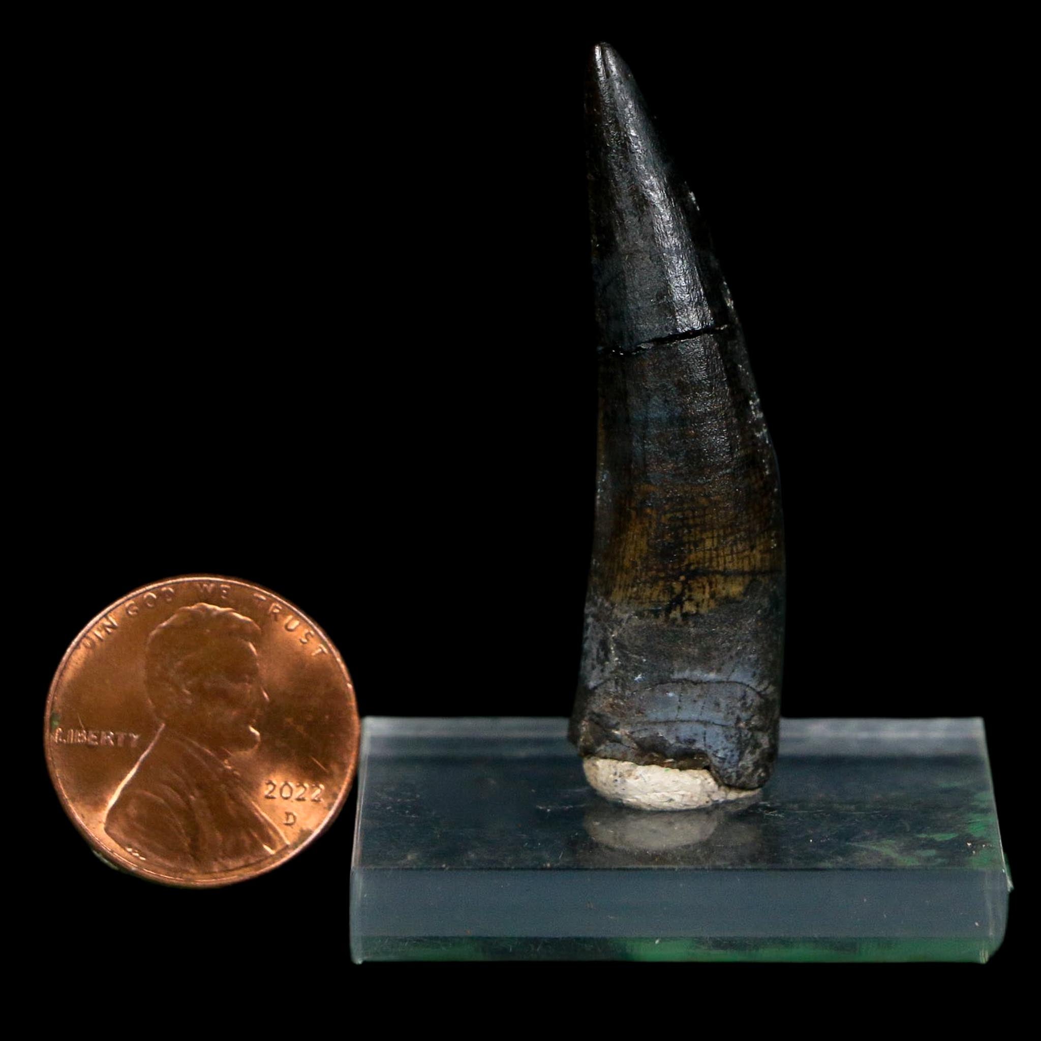 1.7" Suchomimus Fossil Tooth Cretaceous Spinosaurid Dinosaur Elraz FM Niger COA