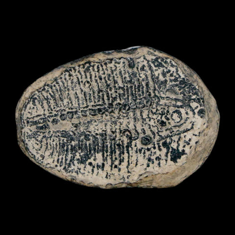 1.2" Elrathia Kingi Trilobite Fossil Utah Cambrian Age 521 Million Years Old COA - Fossil Age Minerals