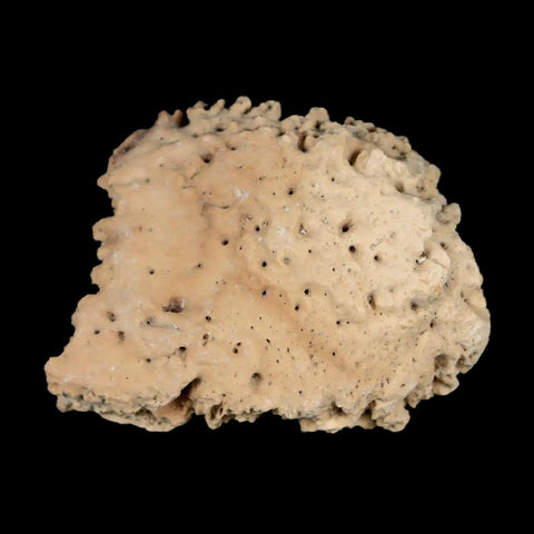 1.6" Glyptodon Fossil Osteoderm Scute Plate Bony Armor Pleistocene Uruguay COA - Fossil Age Minerals