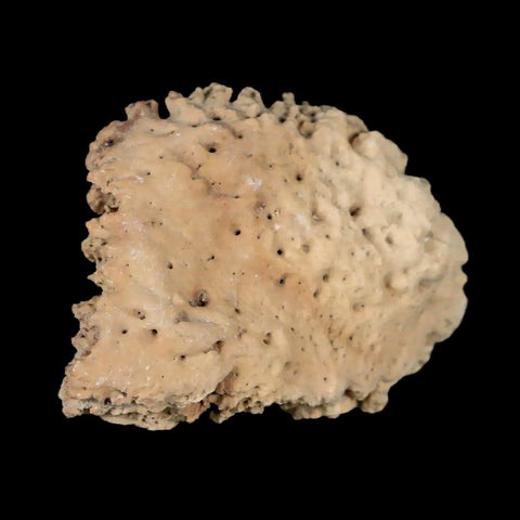 1.6" Glyptodon Fossil Osteoderm Scute Plate Bony Armor Pleistocene Uruguay COA - Fossil Age Minerals