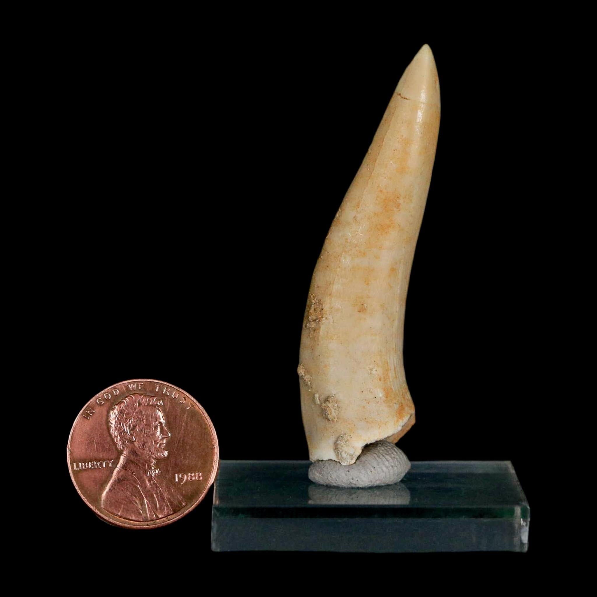XL 2.1" Saber Toothed Herring Fossil Fang Enchodus Libycus Cretaceous COA Stand - Fossil Age Minerals
