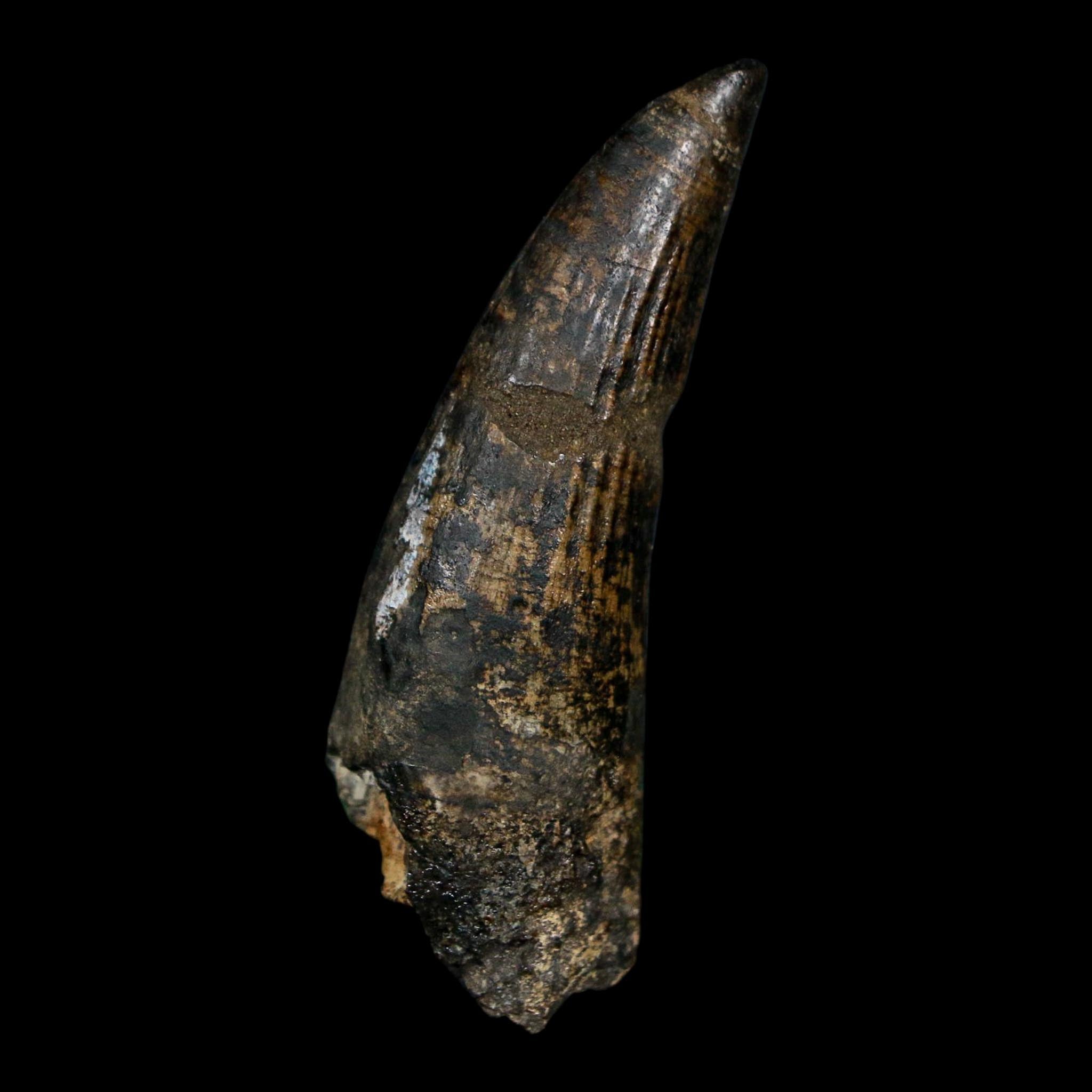 2" Suchomimus Fossil Tooth Cretaceous Spinosaurid Dinosaur Elraz FM Niger COA