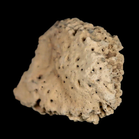 1.6" Glyptodon Fossil Osteoderm Scute Plate Bony Armor Pleistocene Uruguay COA - Fossil Age Minerals