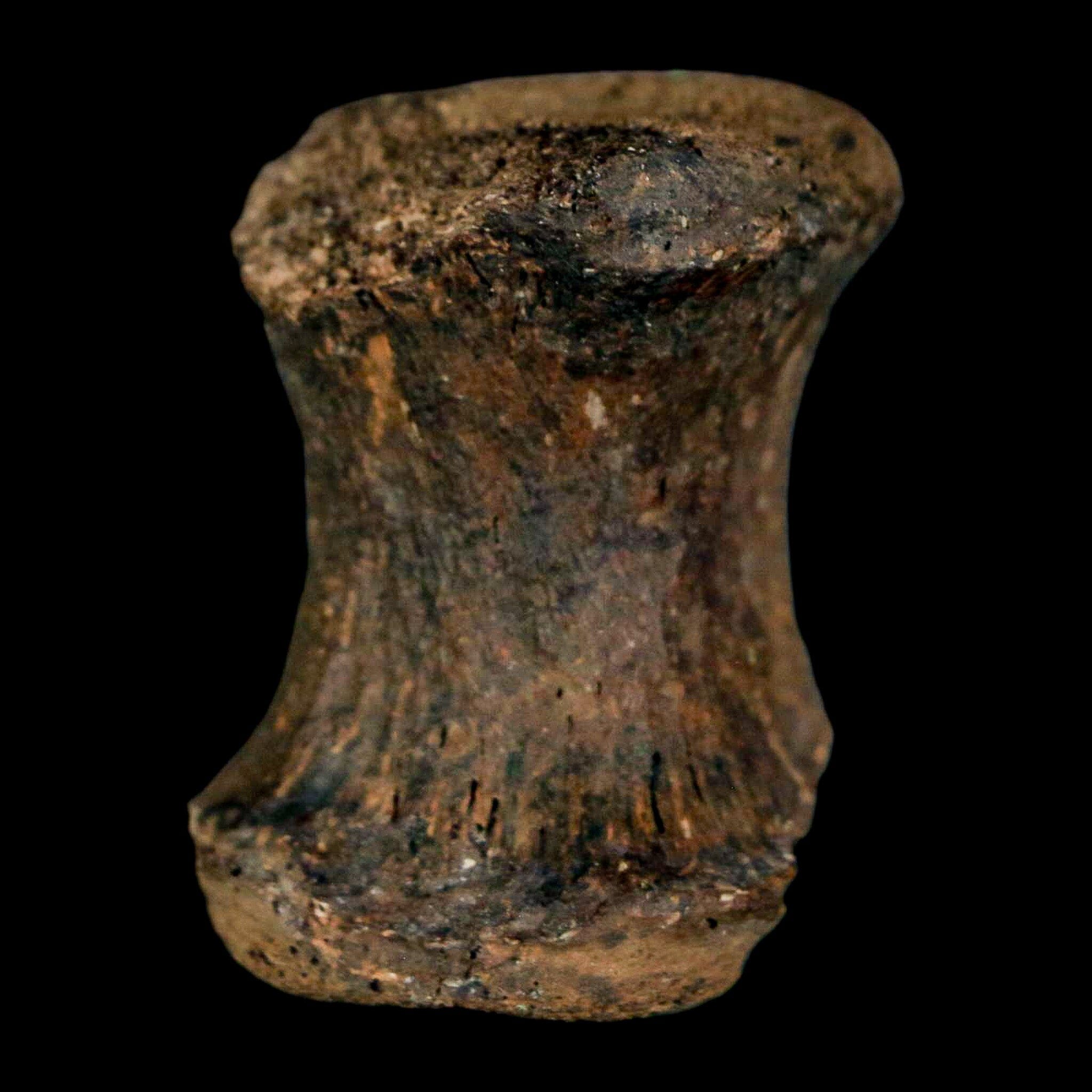 1.3" Gryposaurus Fossil Tail Vertebrae Bone Duck-Billed Dinosaur Judith River MT COA - Fossil Age Minerals