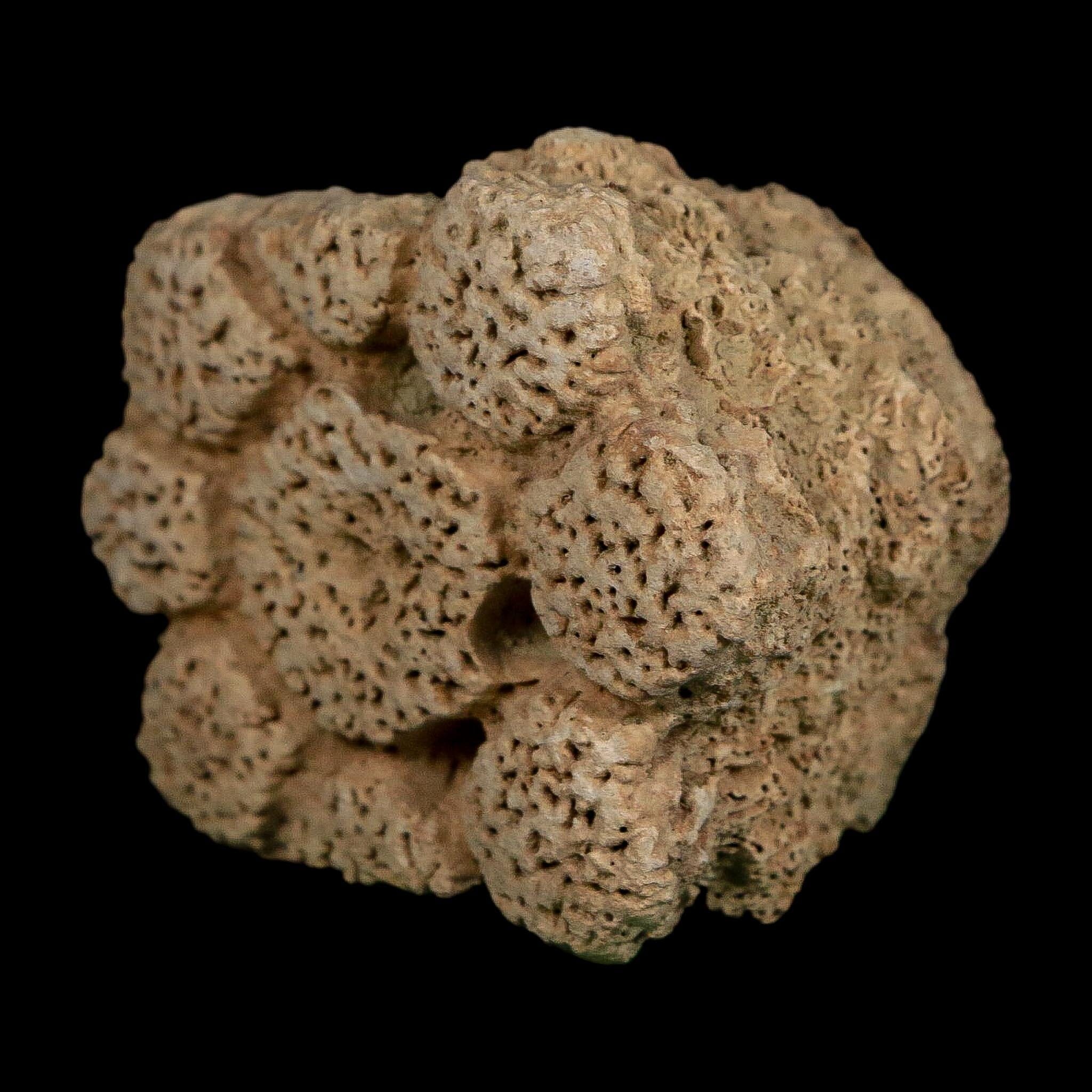2.5" Glyptodon Fossil Osteoderm Scute Plate Bony Armor Pleistocene Uruguay COA - Fossil Age Minerals