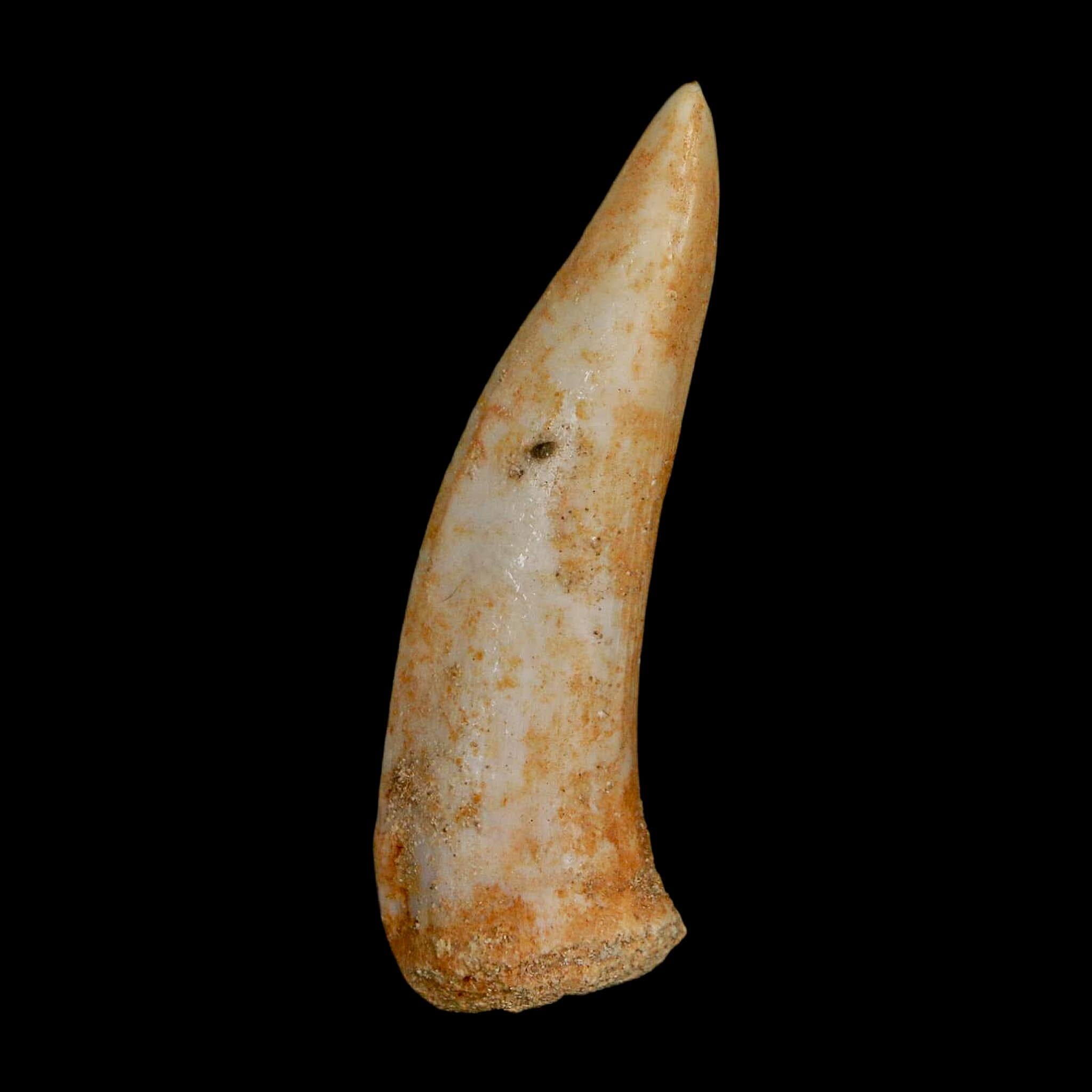 1.9" Saber Toothed Herring Fossil Fang Enchodus Libycus Cretaceous COA Stand - Fossil Age Minerals