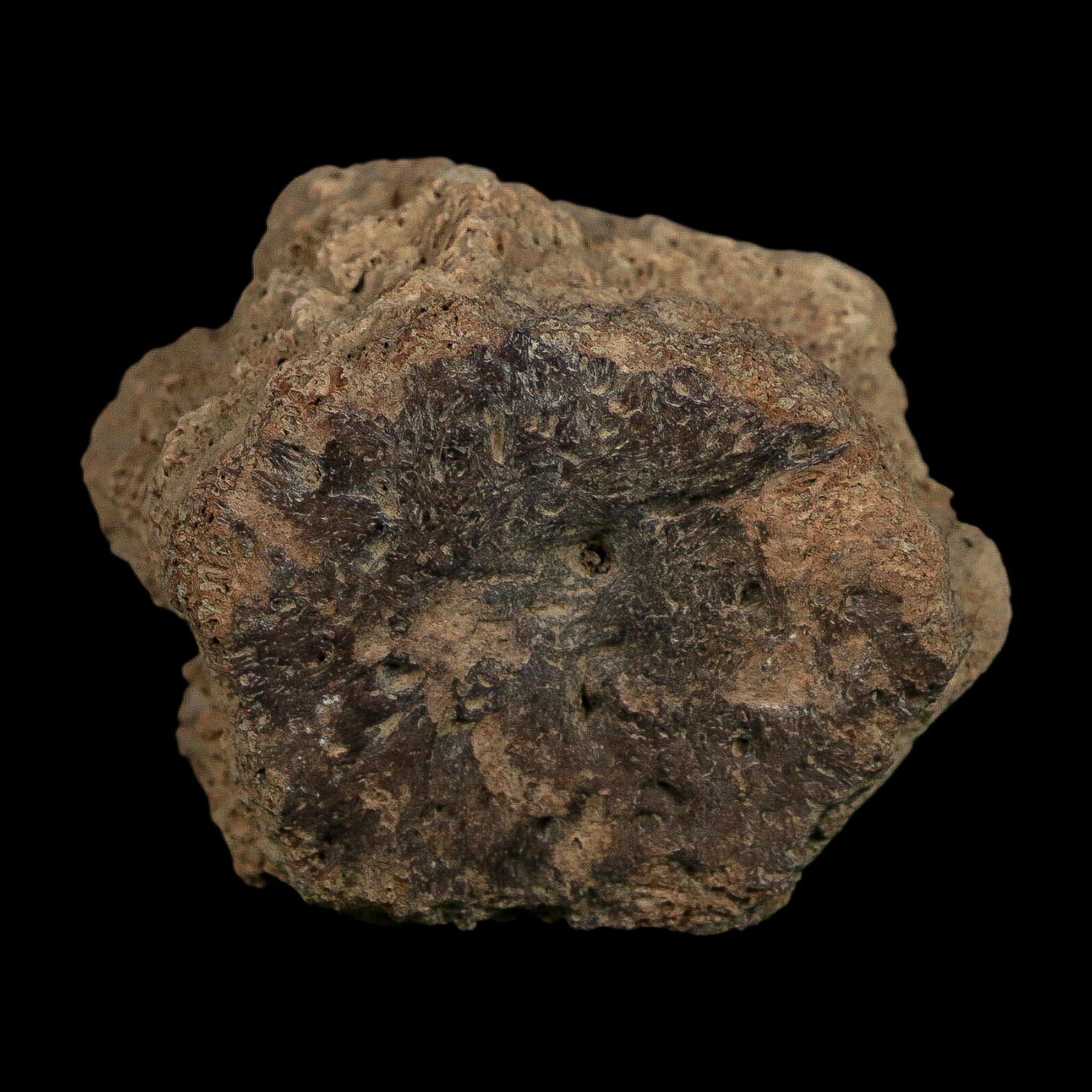 2.5" Glyptodon Fossil Osteoderm Scute Plate Bony Armor Pleistocene Uruguay COA - Fossil Age Minerals