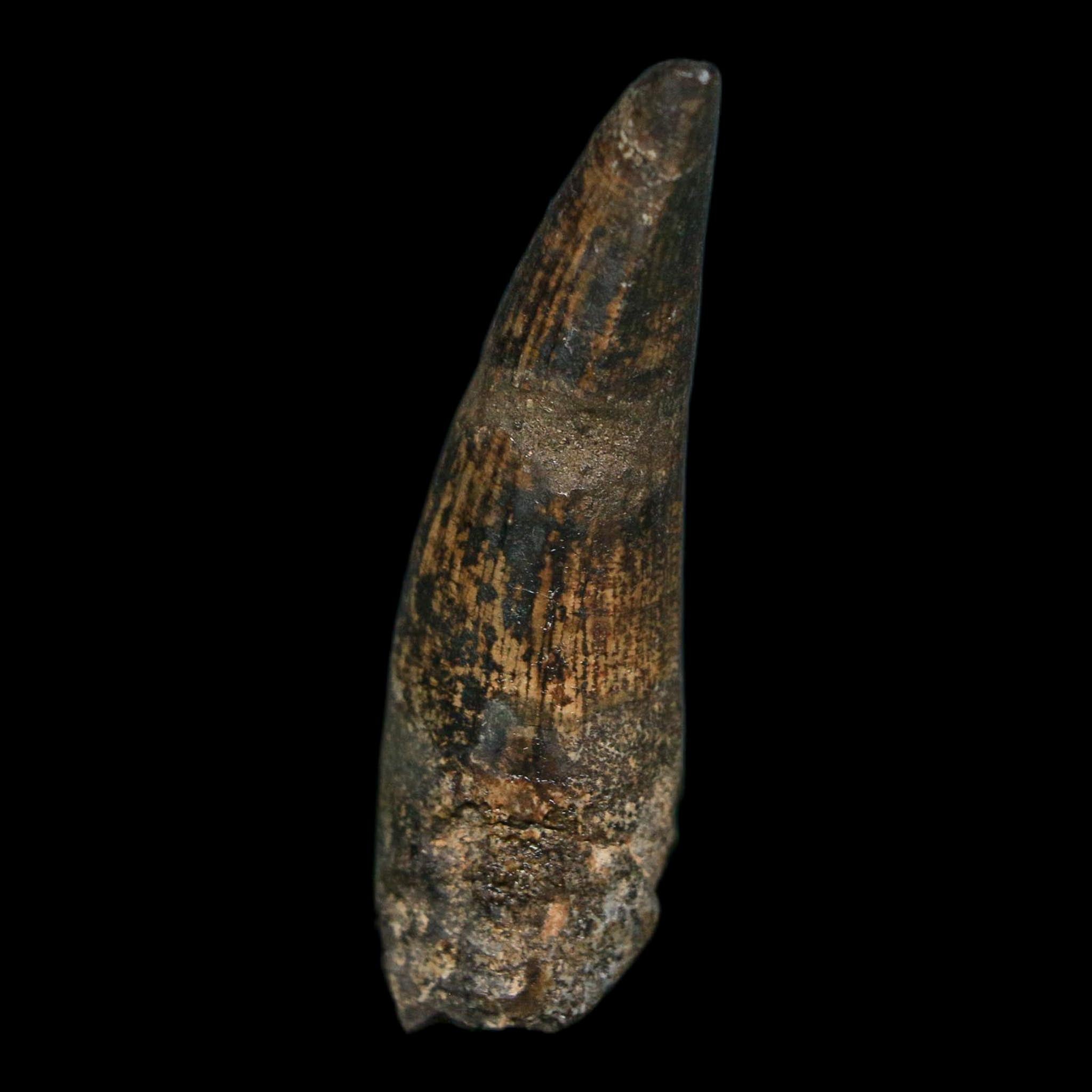 2" Suchomimus Fossil Tooth Cretaceous Spinosaurid Dinosaur Elraz FM Niger COA