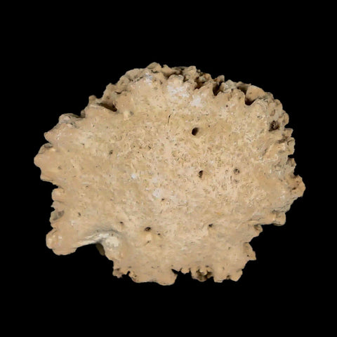 1.6" Glyptodon Fossil Osteoderm Scute Plate Bony Armor Pleistocene Uruguay COA - Fossil Age Minerals