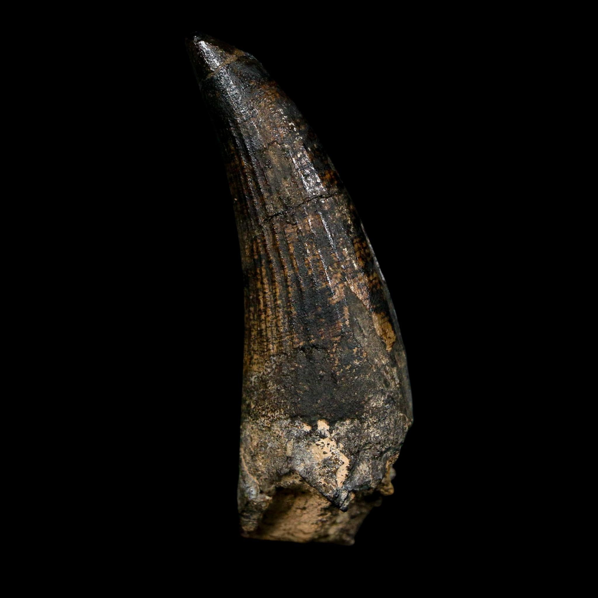 2" Suchomimus Fossil Tooth Cretaceous Spinosaurid Dinosaur Elraz FM Niger COA