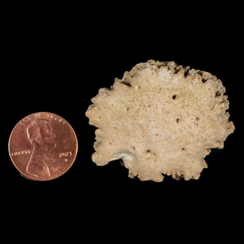 1.6" Glyptodon Fossil Osteoderm Scute Plate Bony Armor Pleistocene Uruguay COA - Fossil Age Minerals
