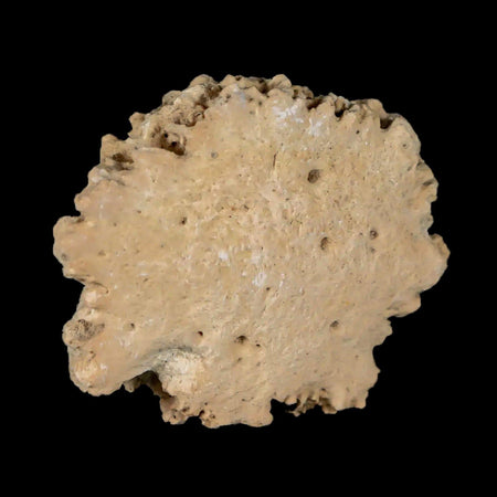 1.6" Glyptodon Fossil Osteoderm Scute Plate Bony Armor Pleistocene Uruguay COA