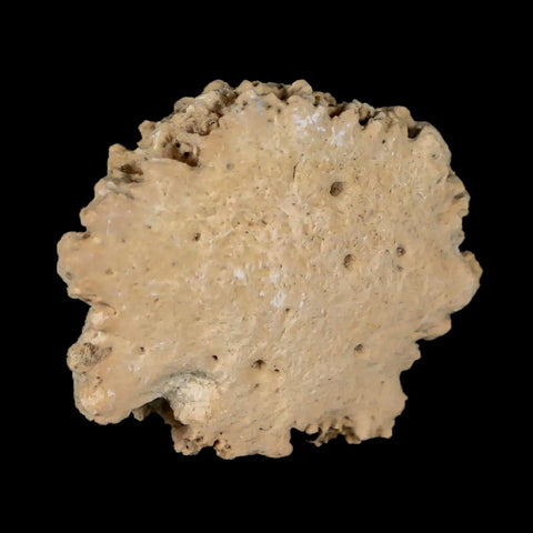 1.6" Glyptodon Fossil Osteoderm Scute Plate Bony Armor Pleistocene Uruguay COA - Fossil Age Minerals