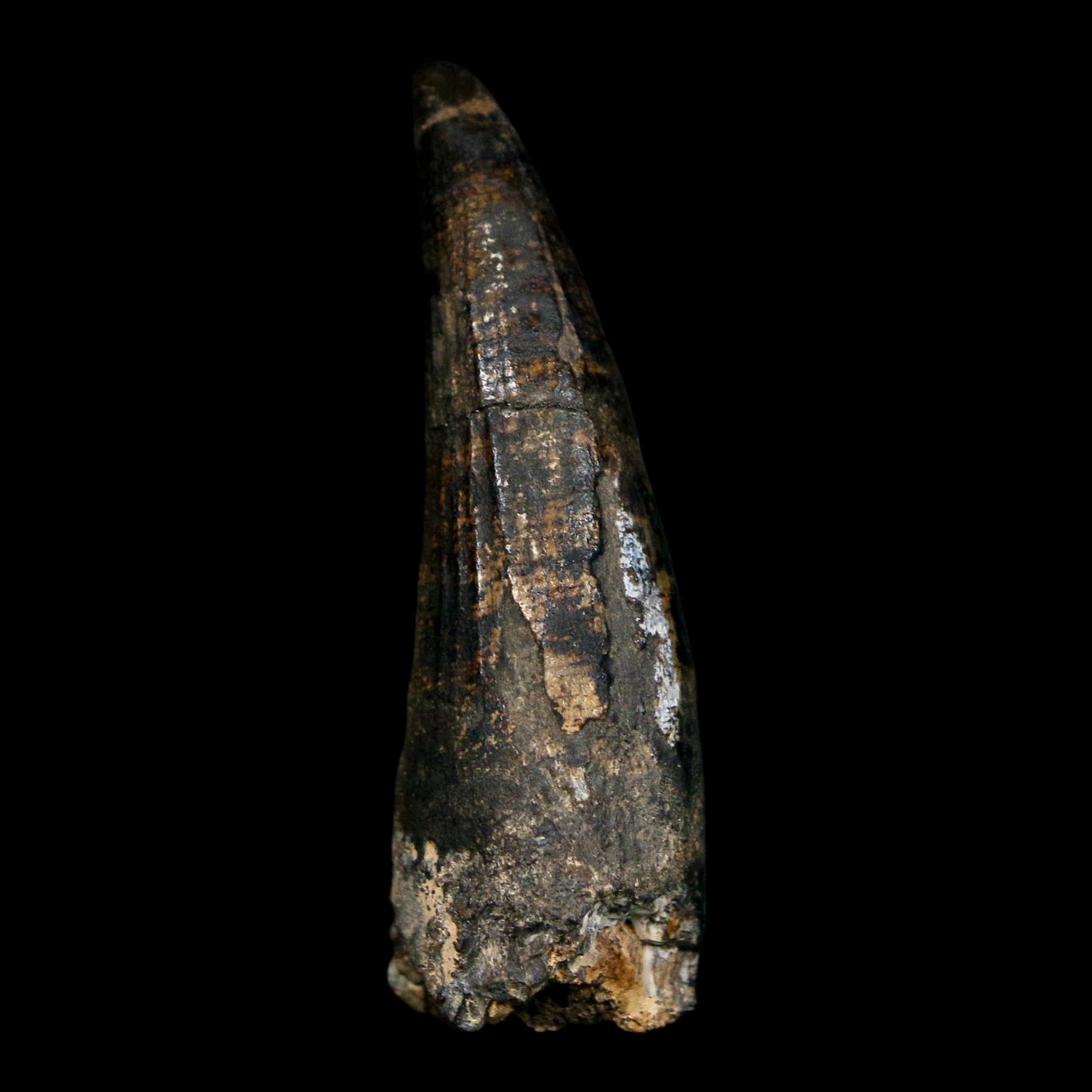 2" Suchomimus Fossil Tooth Cretaceous Spinosaurid Dinosaur Elraz FM Niger COA