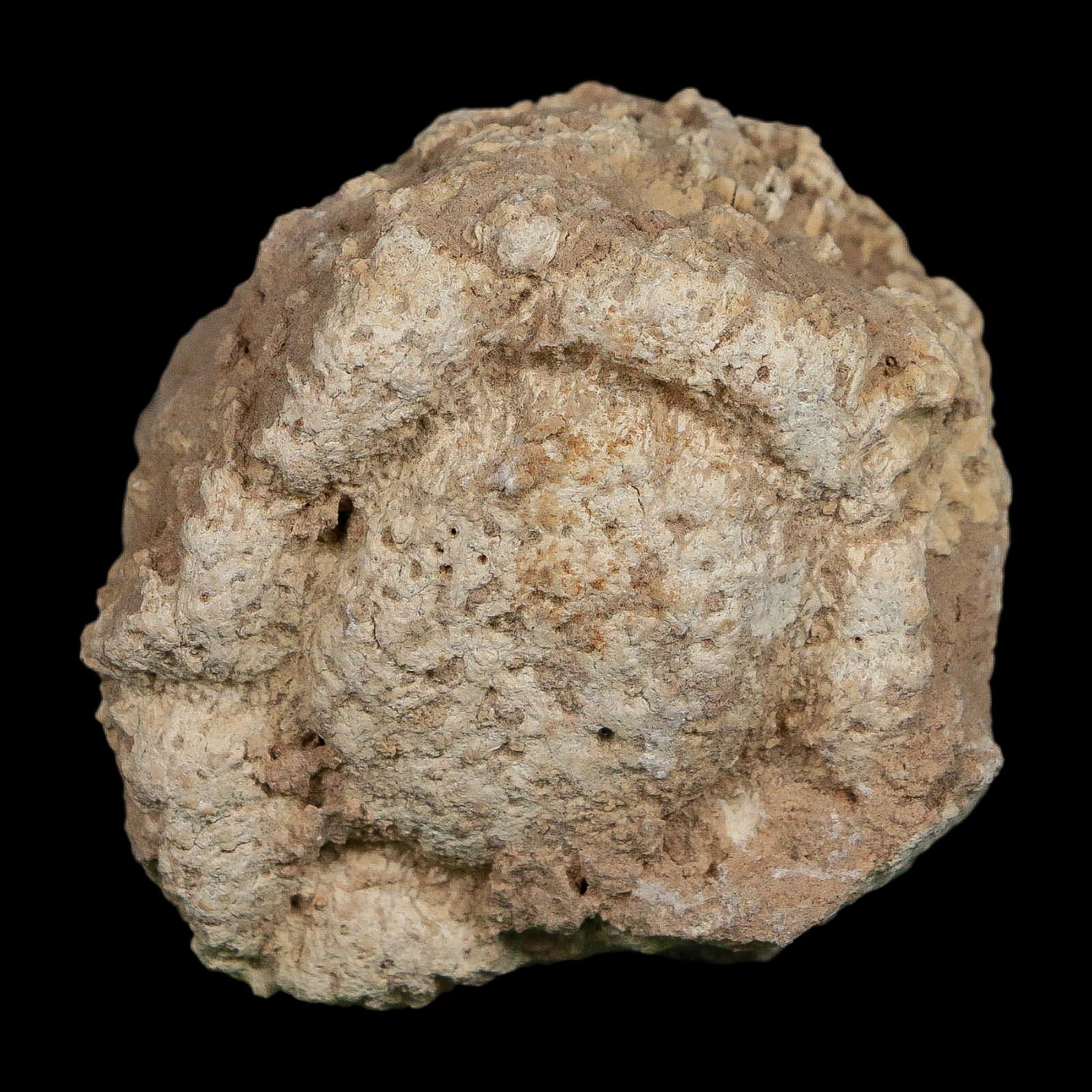 2" Glyptodon Fossil Osteoderm Scute Plate Bony Armor Pleistocene Uruguay COA - Fossil Age Minerals