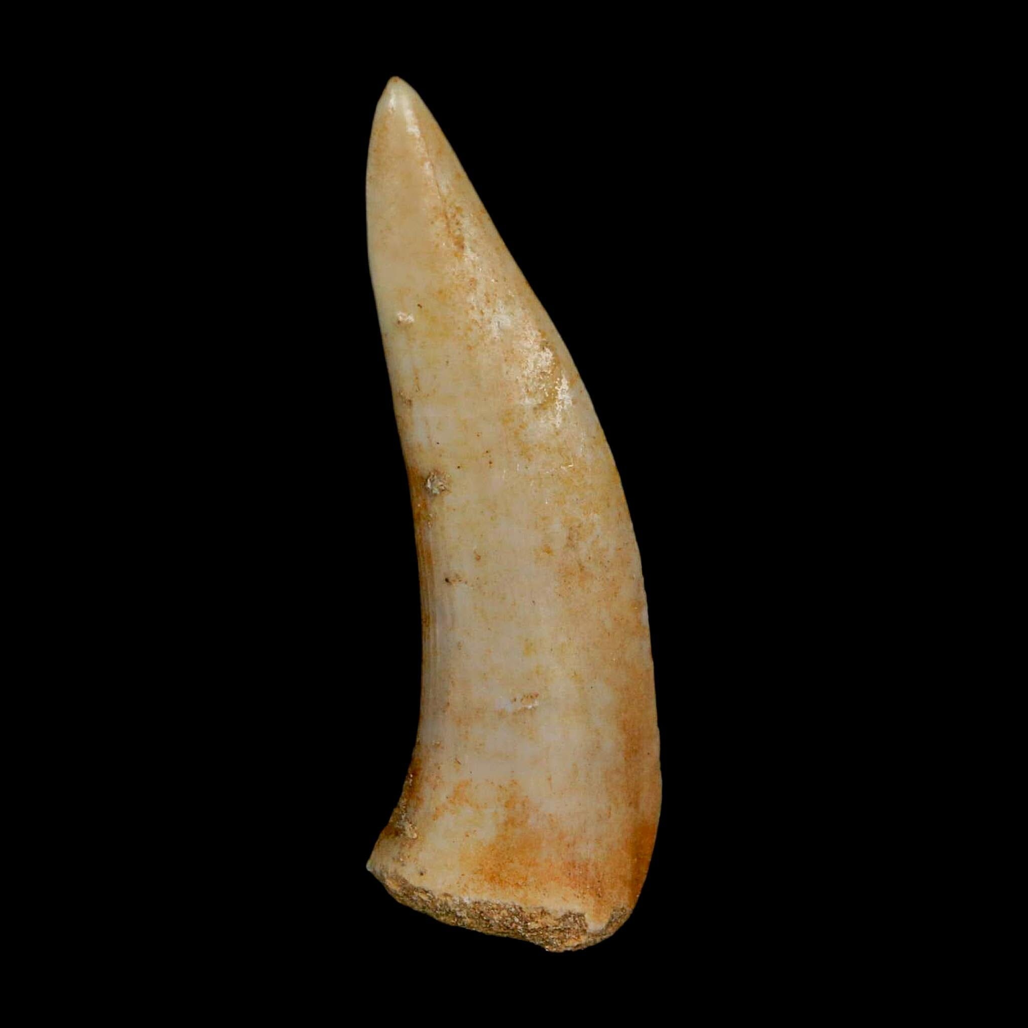 1.9" Saber Toothed Herring Fossil Fang Enchodus Libycus Cretaceous COA Stand - Fossil Age Minerals