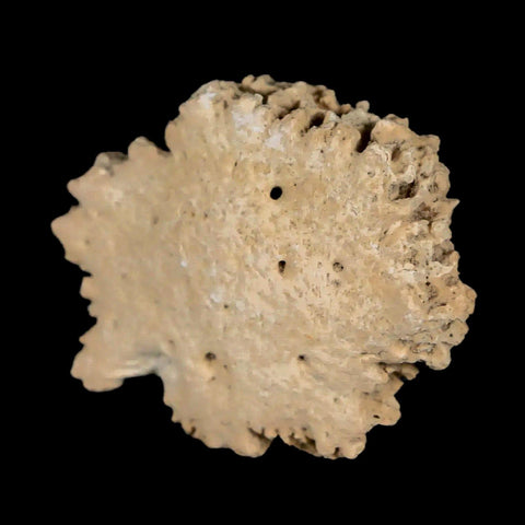 1.6" Glyptodon Fossil Osteoderm Scute Plate Bony Armor Pleistocene Uruguay COA - Fossil Age Minerals