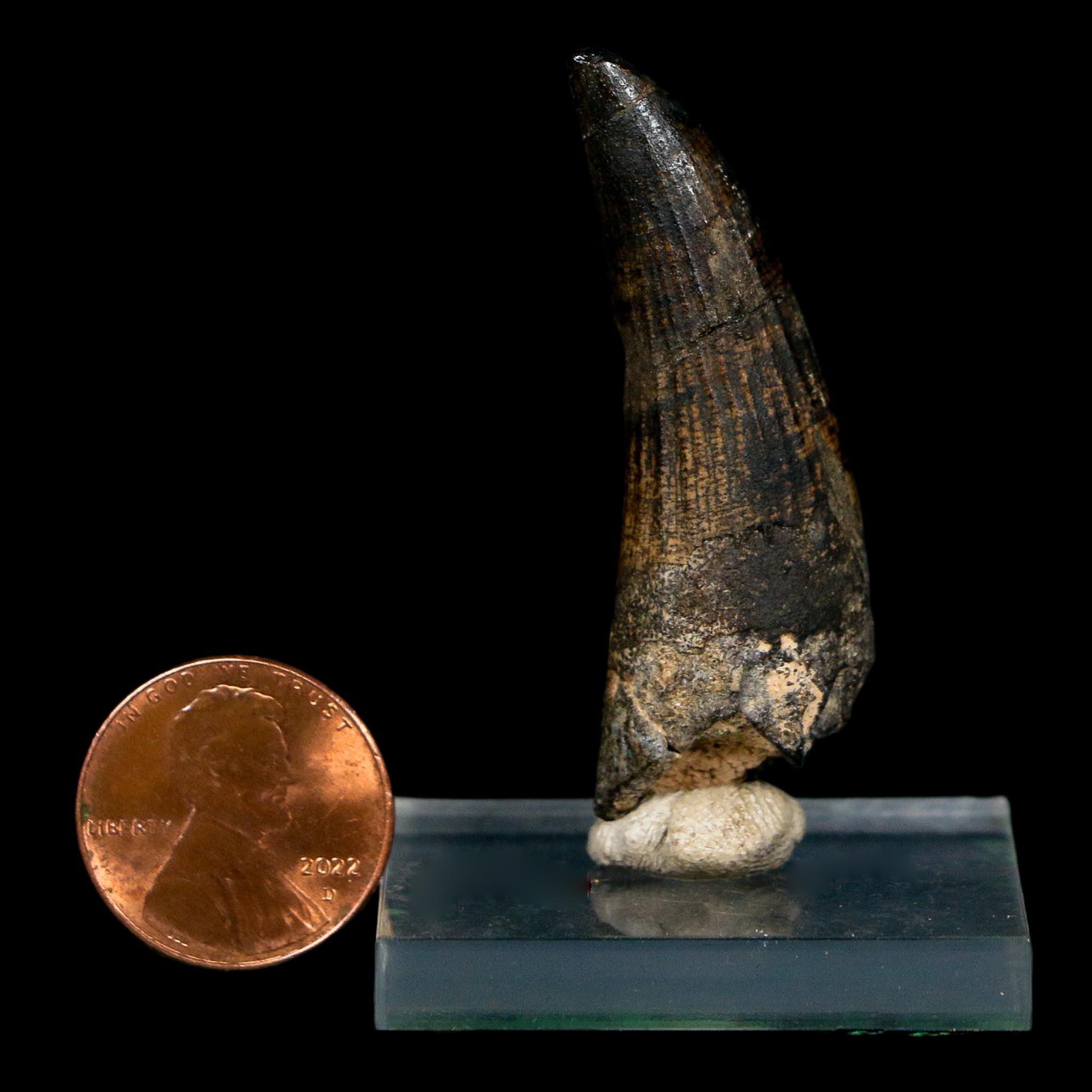 2" Suchomimus Fossil Tooth Cretaceous Spinosaurid Dinosaur Elraz FM Niger COA