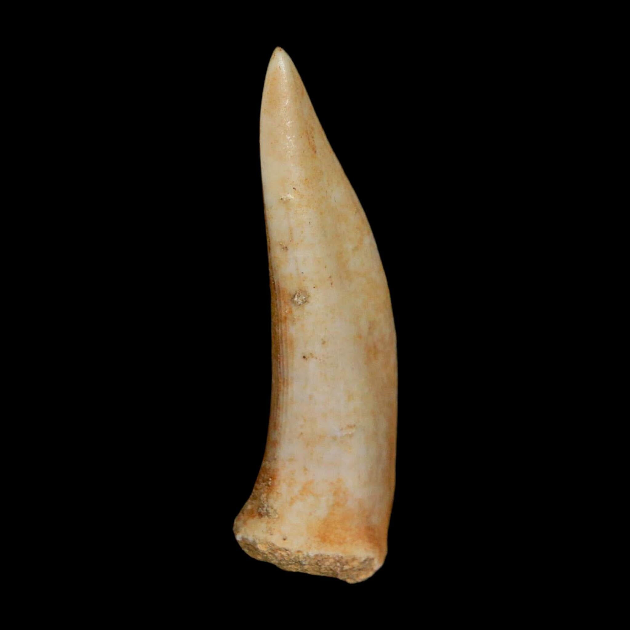 1.9" Saber Toothed Herring Fossil Fang Enchodus Libycus Cretaceous COA Stand - Fossil Age Minerals
