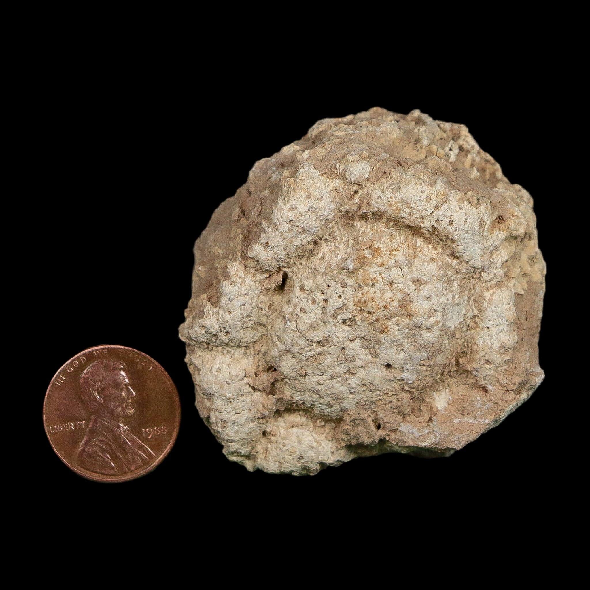 2" Glyptodon Fossil Osteoderm Scute Plate Bony Armor Pleistocene Uruguay COA - Fossil Age Minerals