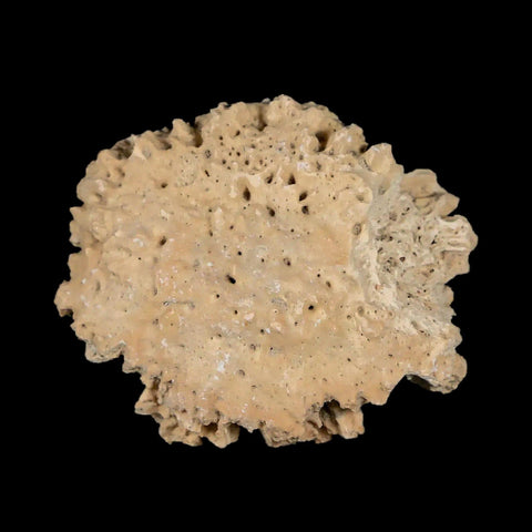 1.6" Glyptodon Fossil Osteoderm Scute Plate Bony Armor Pleistocene Uruguay COA - Fossil Age Minerals