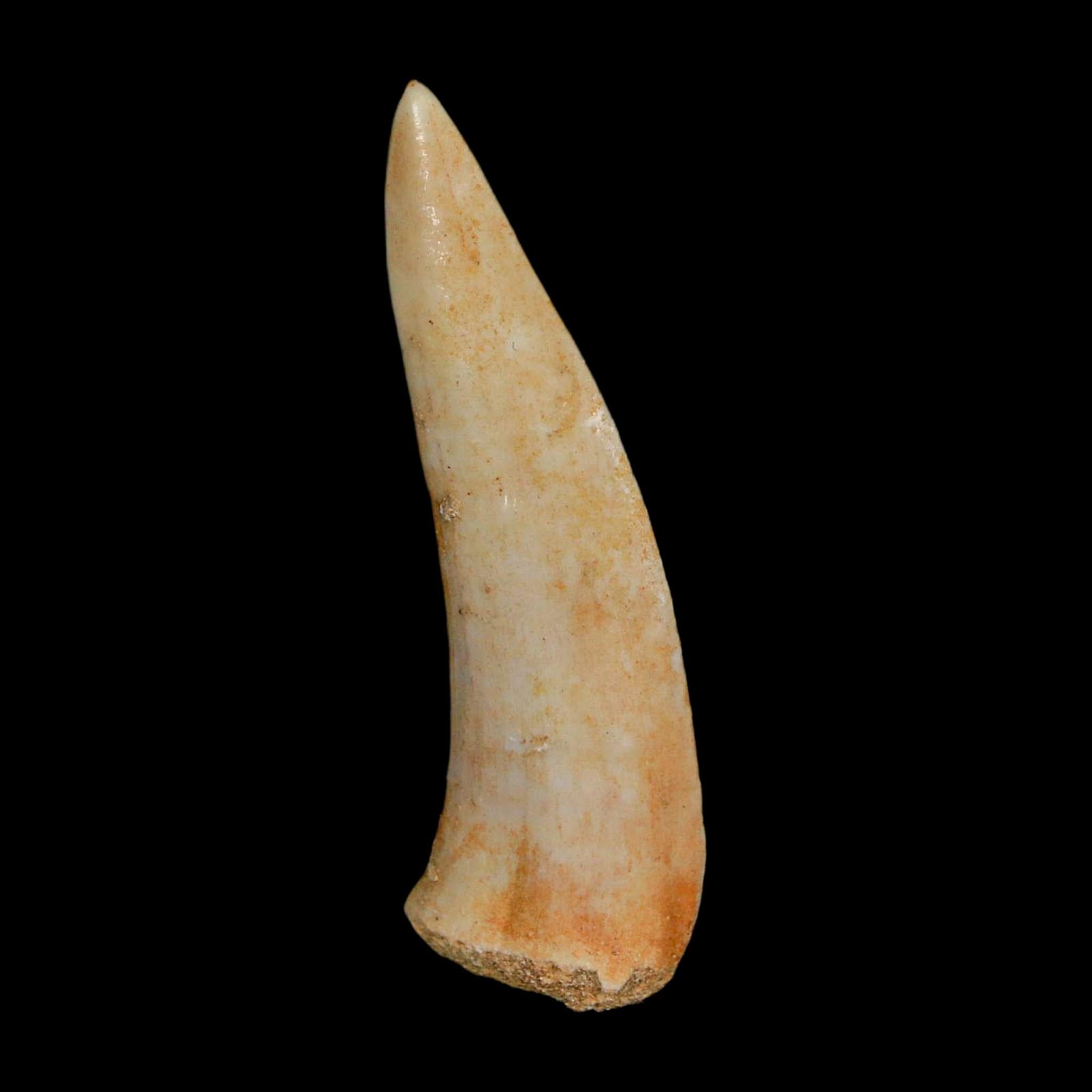 1.9" Saber Toothed Herring Fossil Fang Enchodus Libycus Cretaceous COA Stand - Fossil Age Minerals