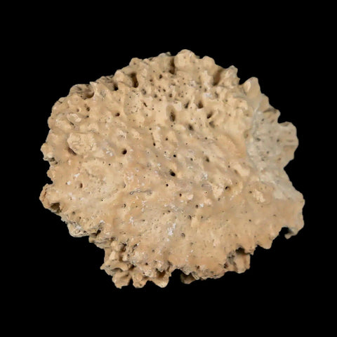 1.6" Glyptodon Fossil Osteoderm Scute Plate Bony Armor Pleistocene Uruguay COA - Fossil Age Minerals