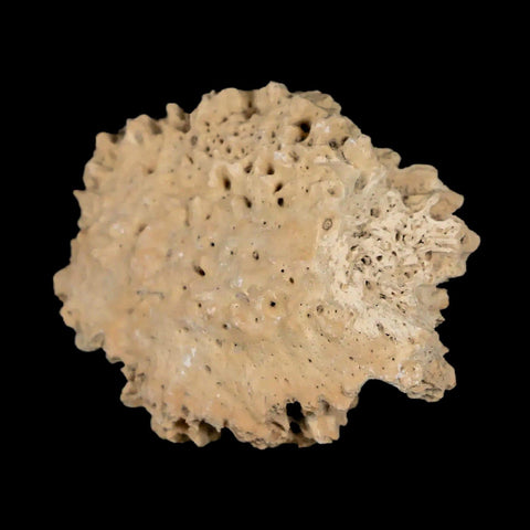 1.6" Glyptodon Fossil Osteoderm Scute Plate Bony Armor Pleistocene Uruguay COA - Fossil Age Minerals