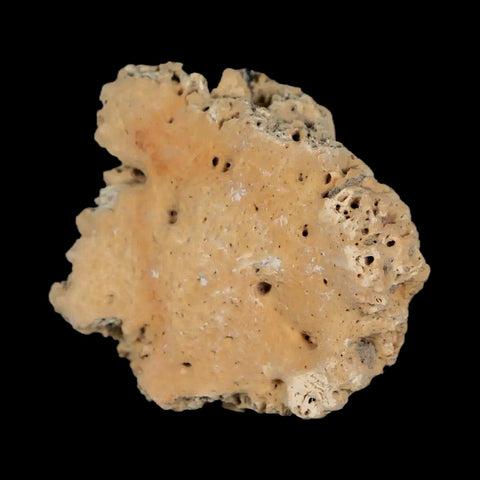 1.3" Glyptodon Fossil Osteoderm Scute Plate Bony Armor Pleistocene Uruguay COA - Fossil Age Minerals