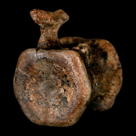 1.5" Brachylophosaurus Fossil Vertebrae Cretaceous Dinosaur Judith River FM MT COA