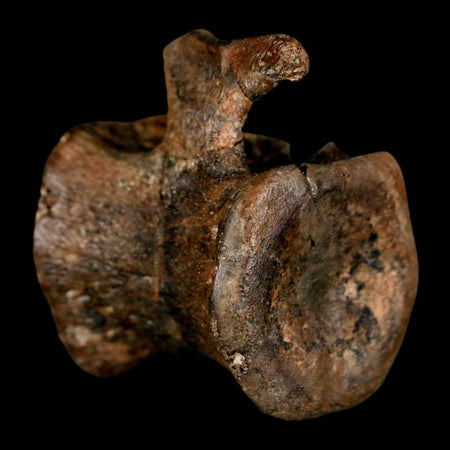 1.5" Brachylophosaurus Fossil Vertebrae Cretaceous Dinosaur Judith River FM MT COA