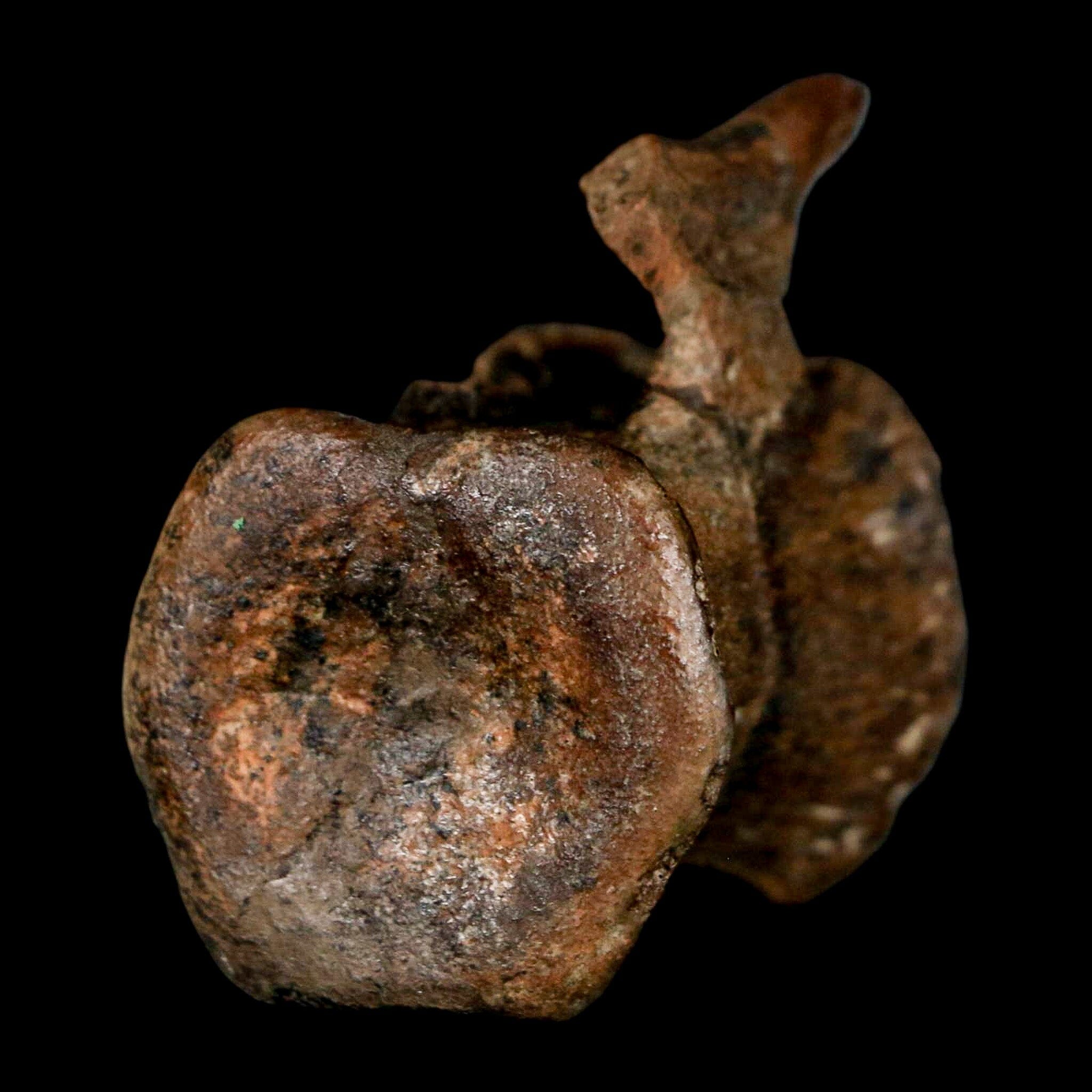 1.5" Brachylophosaurus Fossil Vertebrae Cretaceous Dinosaur Judith River FM MT COA - Fossil Age Minerals