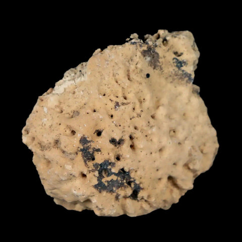 1.3" Glyptodon Fossil Osteoderm Scute Plate Bony Armor Pleistocene Uruguay COA - Fossil Age Minerals