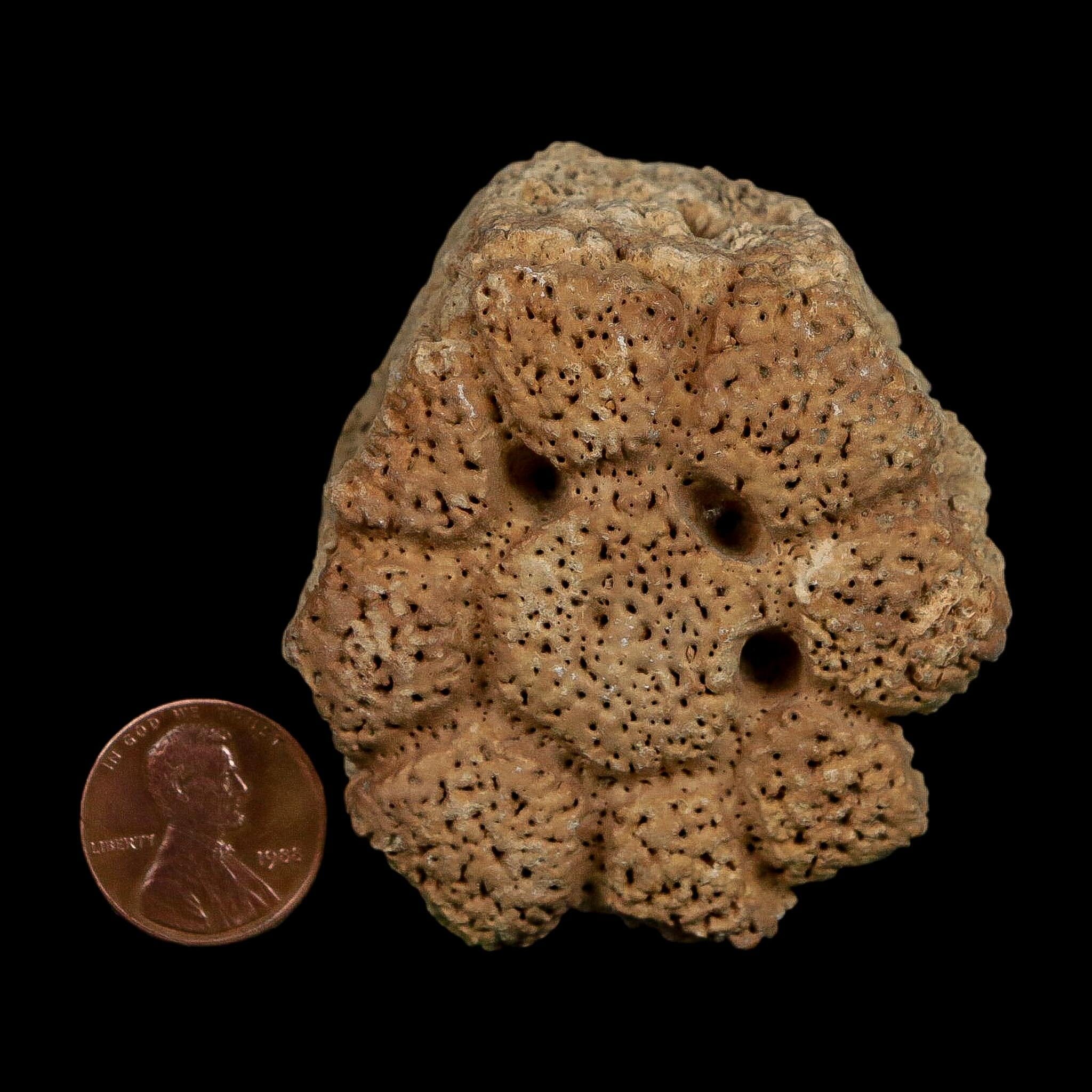 2.3" Glyptodon Fossil Osteoderm Scute Plate Bony Armor Pleistocene Uruguay COA - Fossil Age Minerals