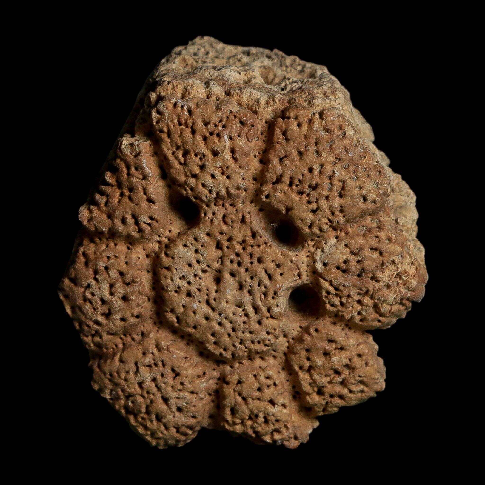 2.3" Glyptodon Fossil Osteoderm Scute Plate Bony Armor Pleistocene Uruguay COA - Fossil Age Minerals