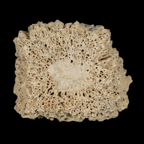 1.8" Glyptodon Fossil Osteoderm Scute Plate Bony Armor Pleistocene Uruguay COA - Fossil Age Minerals