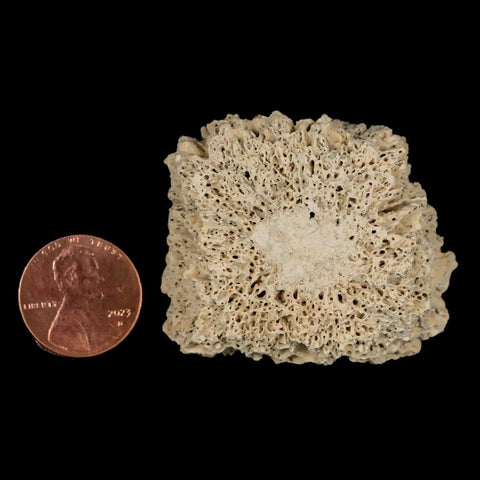 1.8" Glyptodon Fossil Osteoderm Scute Plate Bony Armor Pleistocene Uruguay COA - Fossil Age Minerals