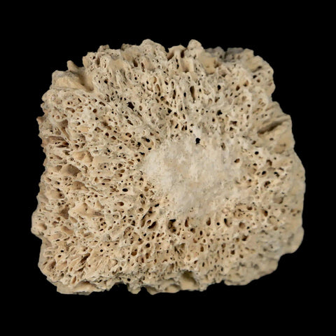 1.8" Glyptodon Fossil Osteoderm Scute Plate Bony Armor Pleistocene Uruguay COA - Fossil Age Minerals