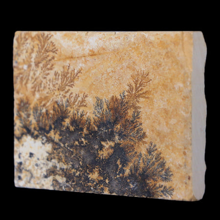 2.5" Pyrolusite Dendritic Sandstone Solnhofen Jurassic Age West Germany