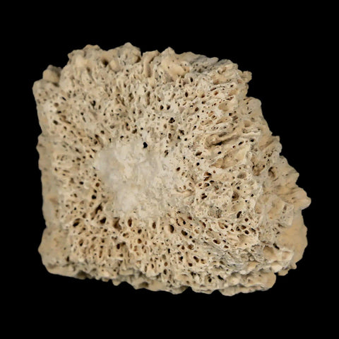 1.8" Glyptodon Fossil Osteoderm Scute Plate Bony Armor Pleistocene Uruguay COA - Fossil Age Minerals