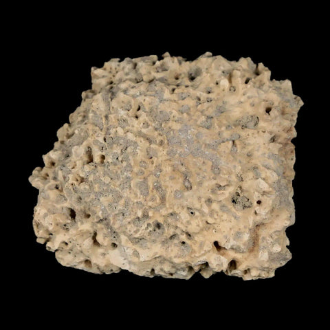 1.8" Glyptodon Fossil Osteoderm Scute Plate Bony Armor Pleistocene Uruguay COA - Fossil Age Minerals