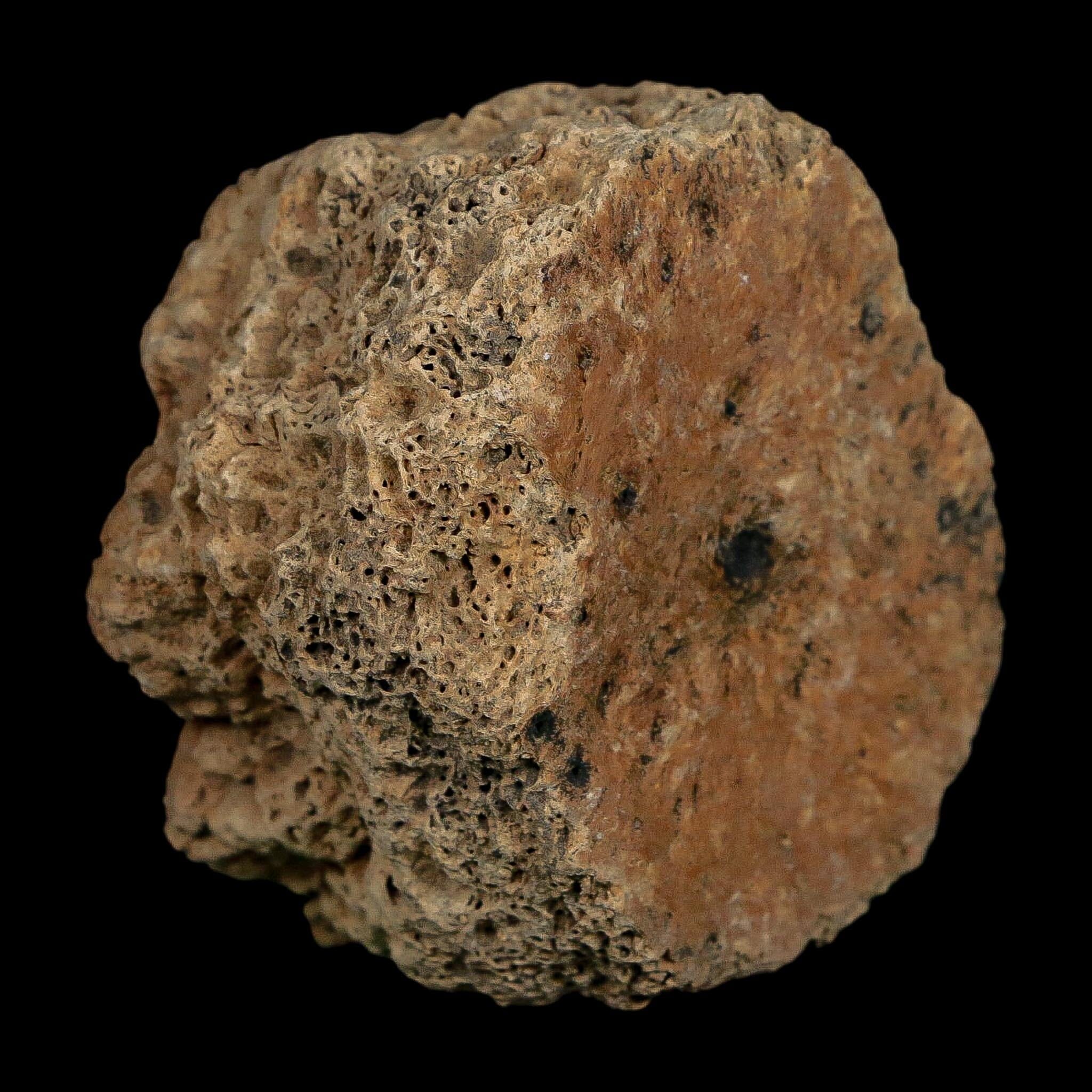 2.3" Glyptodon Fossil Osteoderm Scute Plate Bony Armor Pleistocene Uruguay COA - Fossil Age Minerals