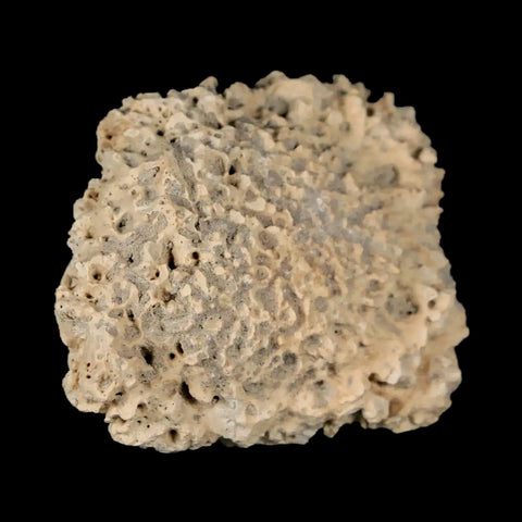 1.8" Glyptodon Fossil Osteoderm Scute Plate Bony Armor Pleistocene Uruguay COA - Fossil Age Minerals